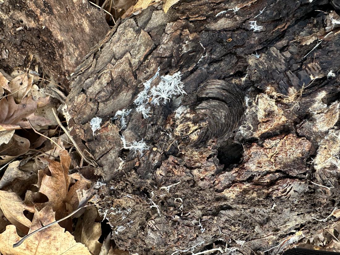 A fallen log lifted from the leaf litter, white mycelium threading the bark
